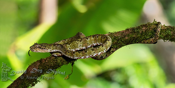 Green Eyelash Viper