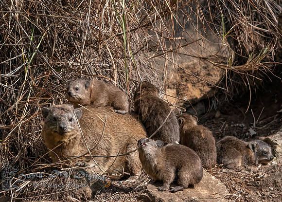 Rock Hyrax Family