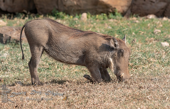 Warthog
