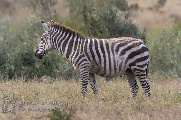 Young Zebra