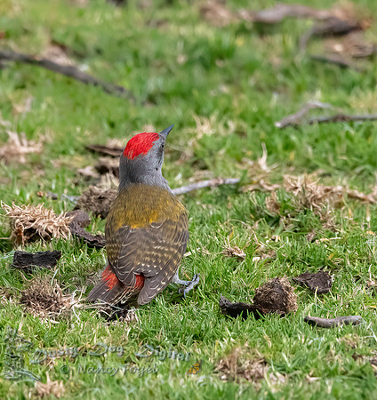 African Gray Woodpecker