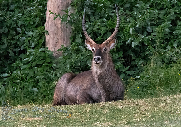 Waterbuck