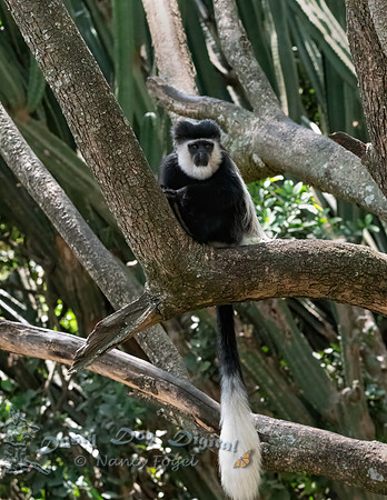 Colobus Monkey