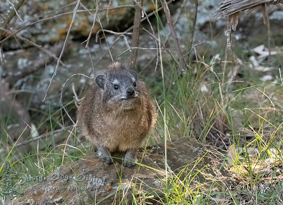 Rock Hyrax