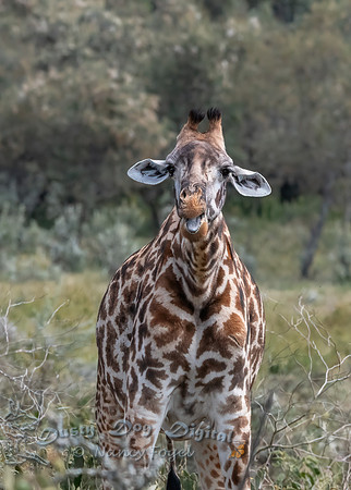 Very Curious Masai Giraffe