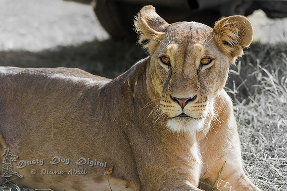 Lioness