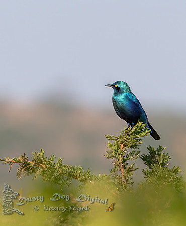 Lesser Blue-eared Starling