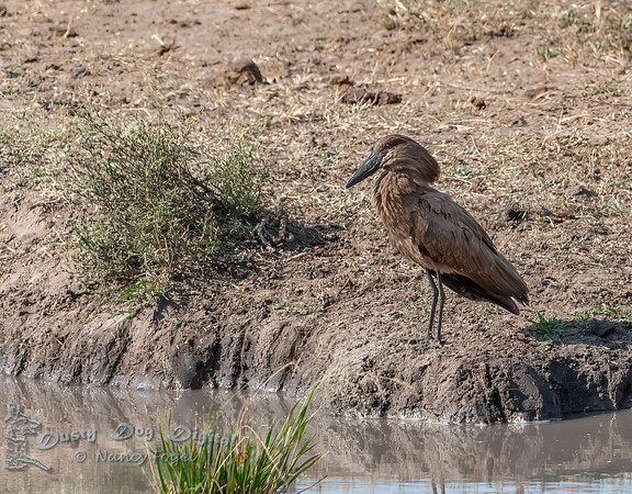 Hamerkop