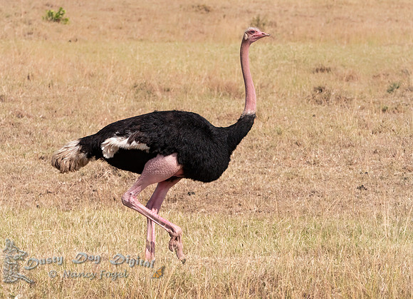Common Ostrich, breeding Male