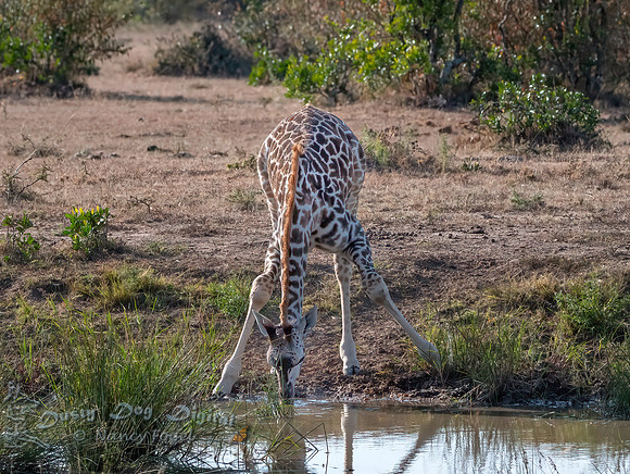 Masai Baby Giraffe Drinking