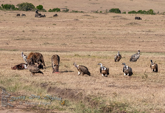 Hyena-Wildebeest Kill Site With Awaiting Vultures