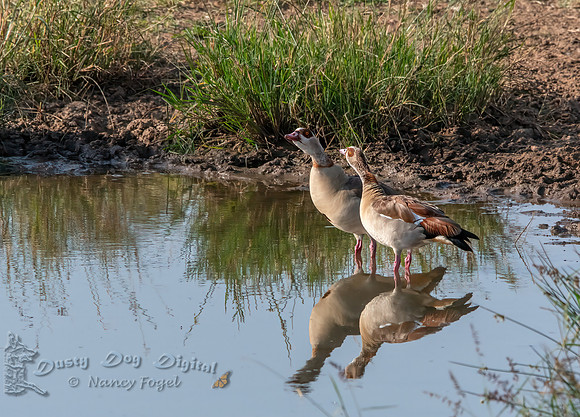 Egyptian Goose Pair