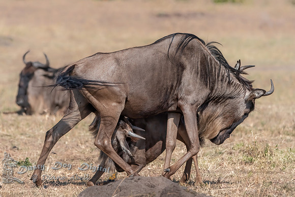 Wildebeest Nursing Baby