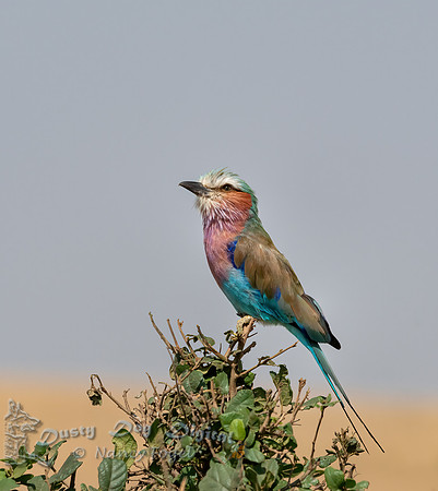 Lilac-breasted Roller