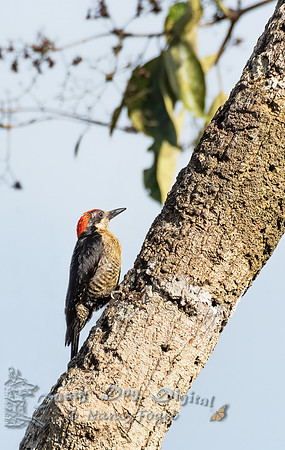 Black-cheeked Woodpecker