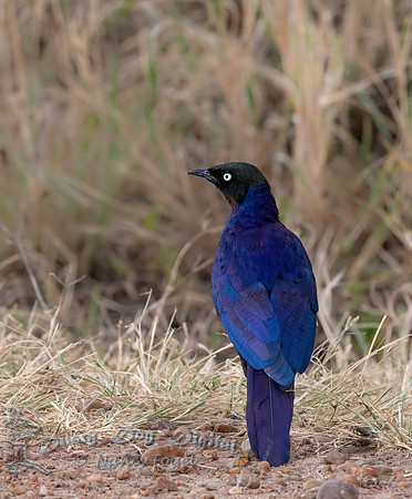 Splendid Starling
