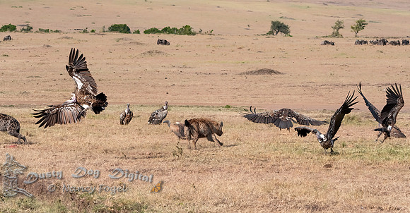 Hyena Fending Off the Vultures