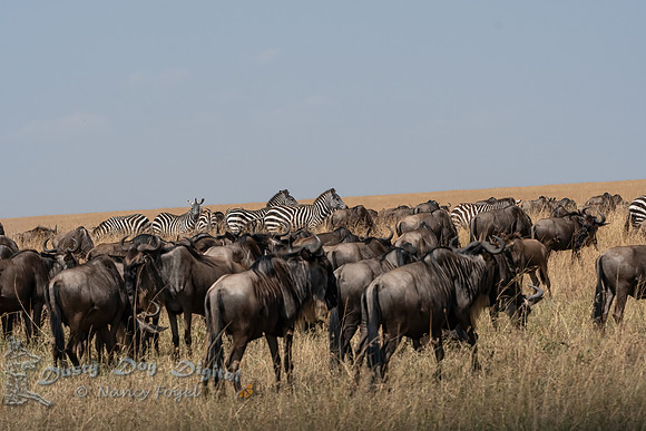 The Wildebeest Migration