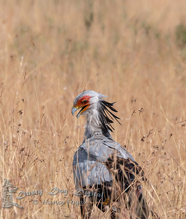 Secretarybird