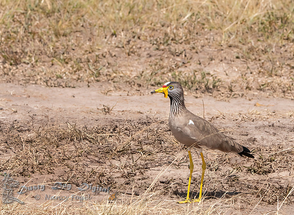 Wattled Lapwing