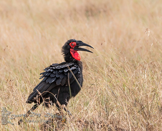 Southern Ground-Hornbill