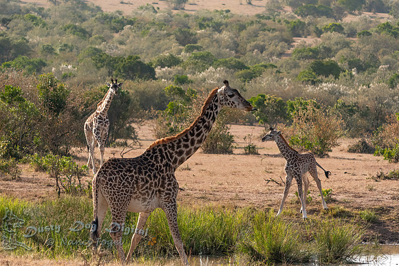 Masai Giraffes at the Watering Hole