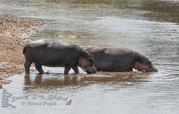 Hippos Crossing the River