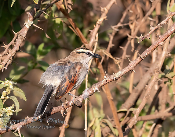 Black-backed Tchagra