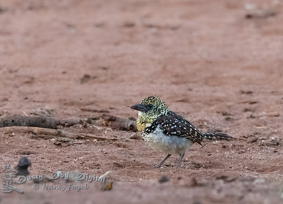 D'Arnaud's Barbet