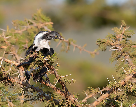 Von de Decklen's Hornbill, Female