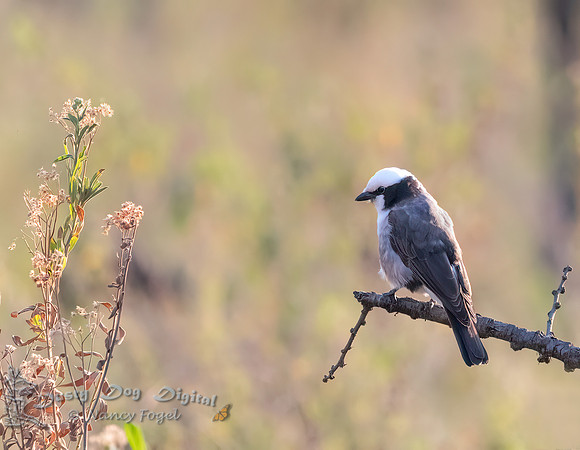 Northern White-crowned Shrike