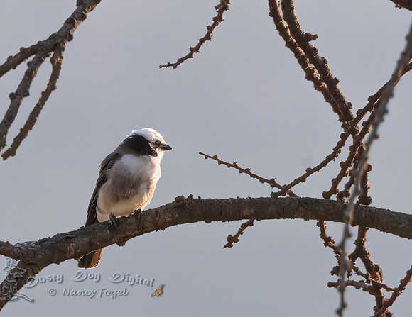 Northern White-crowned Shrike