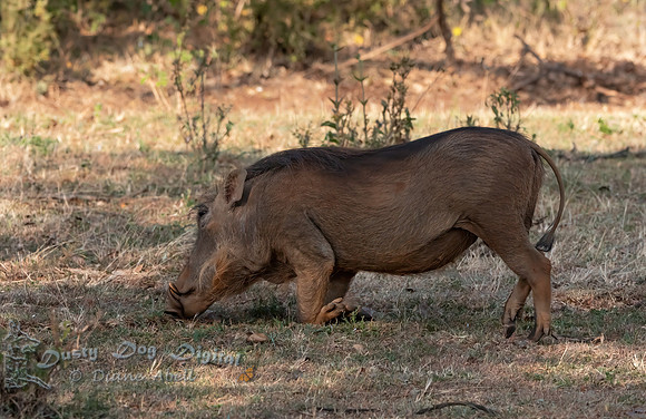 Warthog
