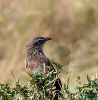 Masai Mara 3