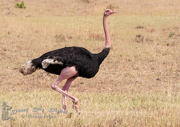 Common Ostrich, Breeding Male
