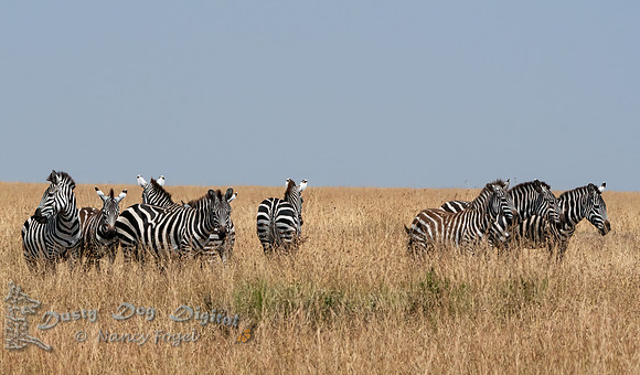 Zebras