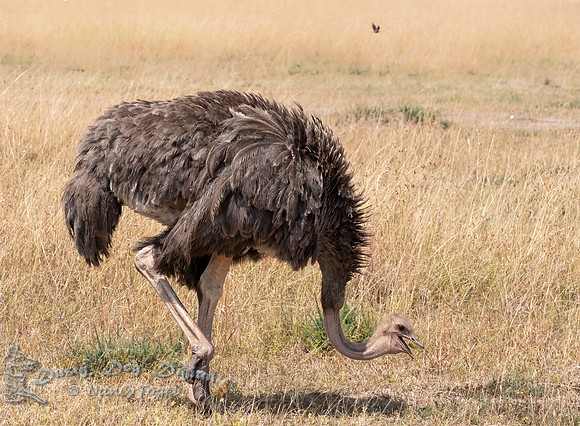 Common Ostrich, Female