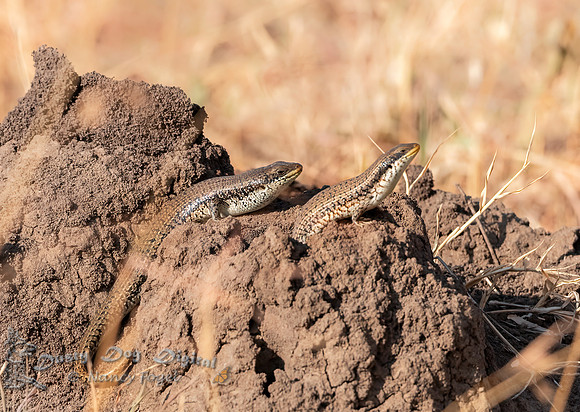 Agama Lizards