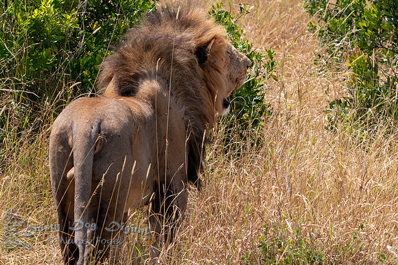 Lion Walking Away