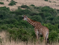 Nairobi National Park