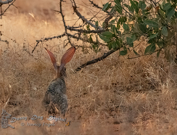 African Rabbit