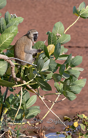 Vervet Monkey Eating Milkweed Blossoms