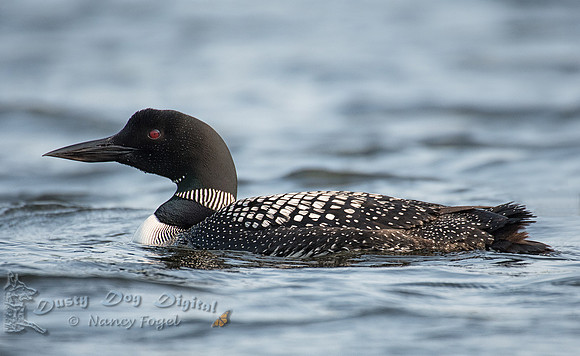 Common Loon, Lake Elmore, Vermont
