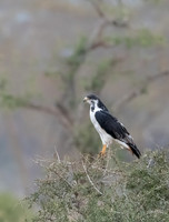 Augur Buzzard