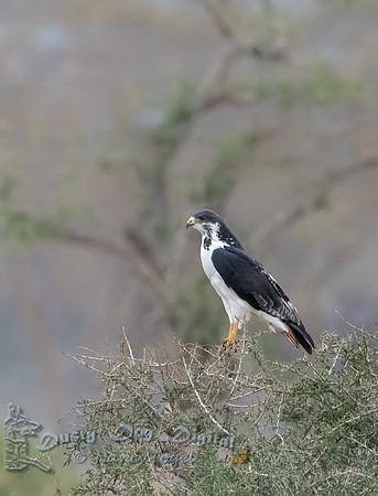 Augur Buzzard