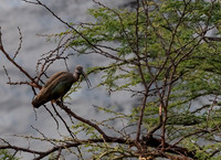 Hadada Ibis