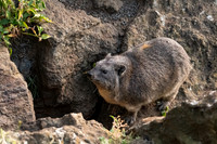 Rock Hyrax