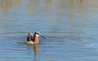 Wilson's Phalarope