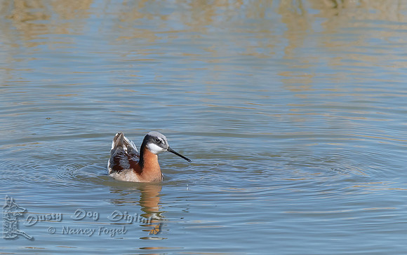Wilson's Phalarope