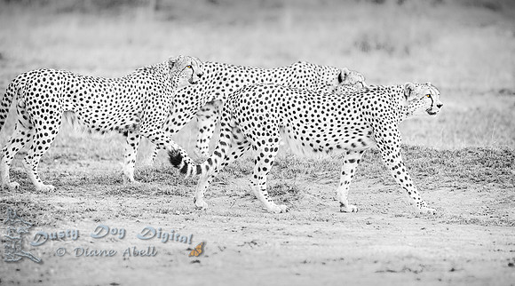 Cheetah Boys